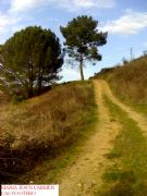 Pinos piñoneros y el camino de las lepiotas-Petín